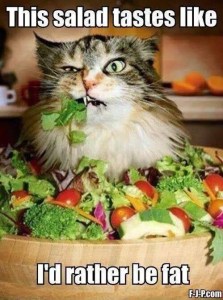 cat-salad